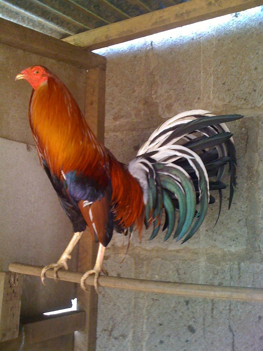 Петухи дерутся