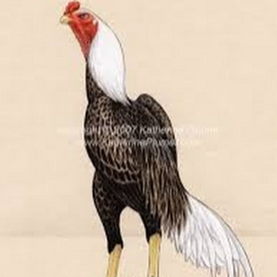 Бойцовые петухи породы Шамо