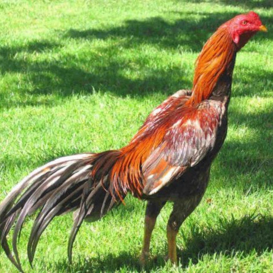 Королевский Азиль