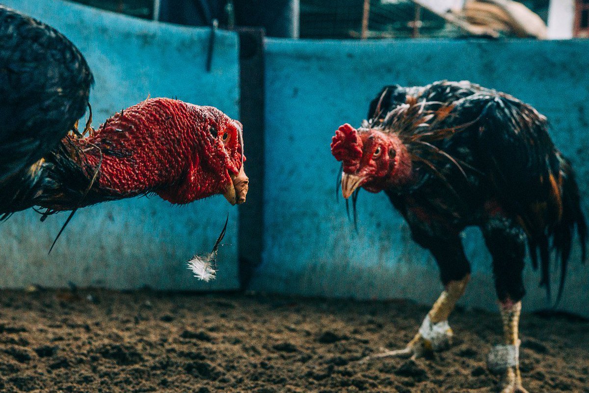 Жирный петух