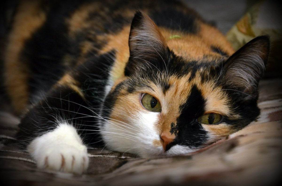 Рыжий и черный котики