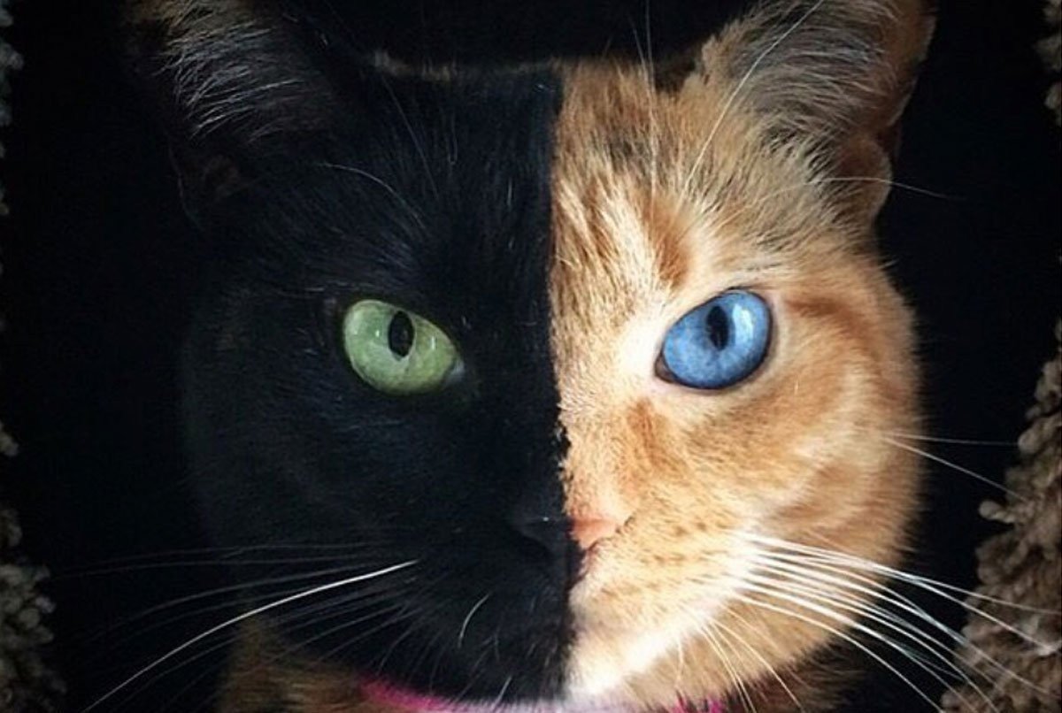 Химера Венера