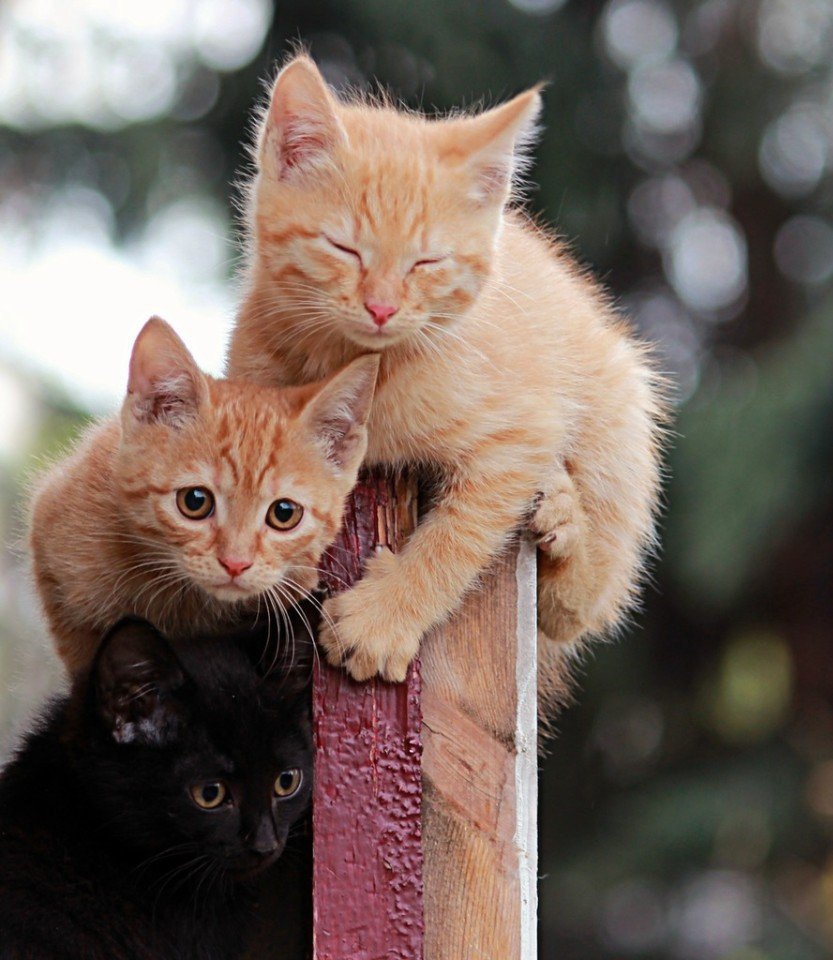 Кошка трехцветная табби