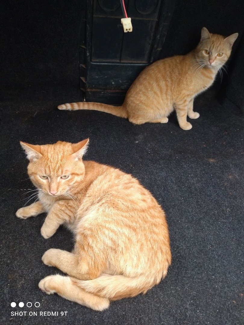 Трехшерстная кошка