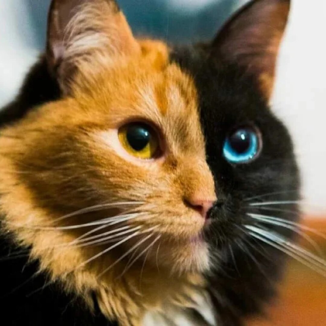 Черно рыжий котенок