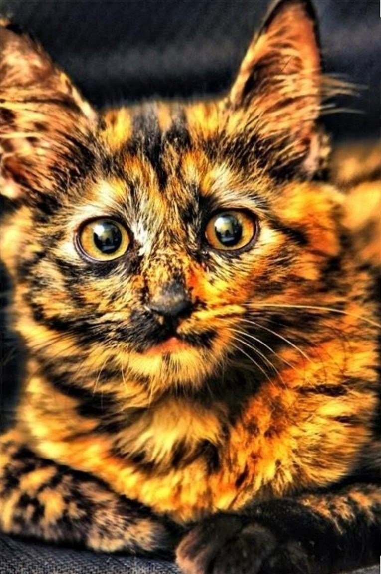 Трёхцветная кошка с голубыми глазами