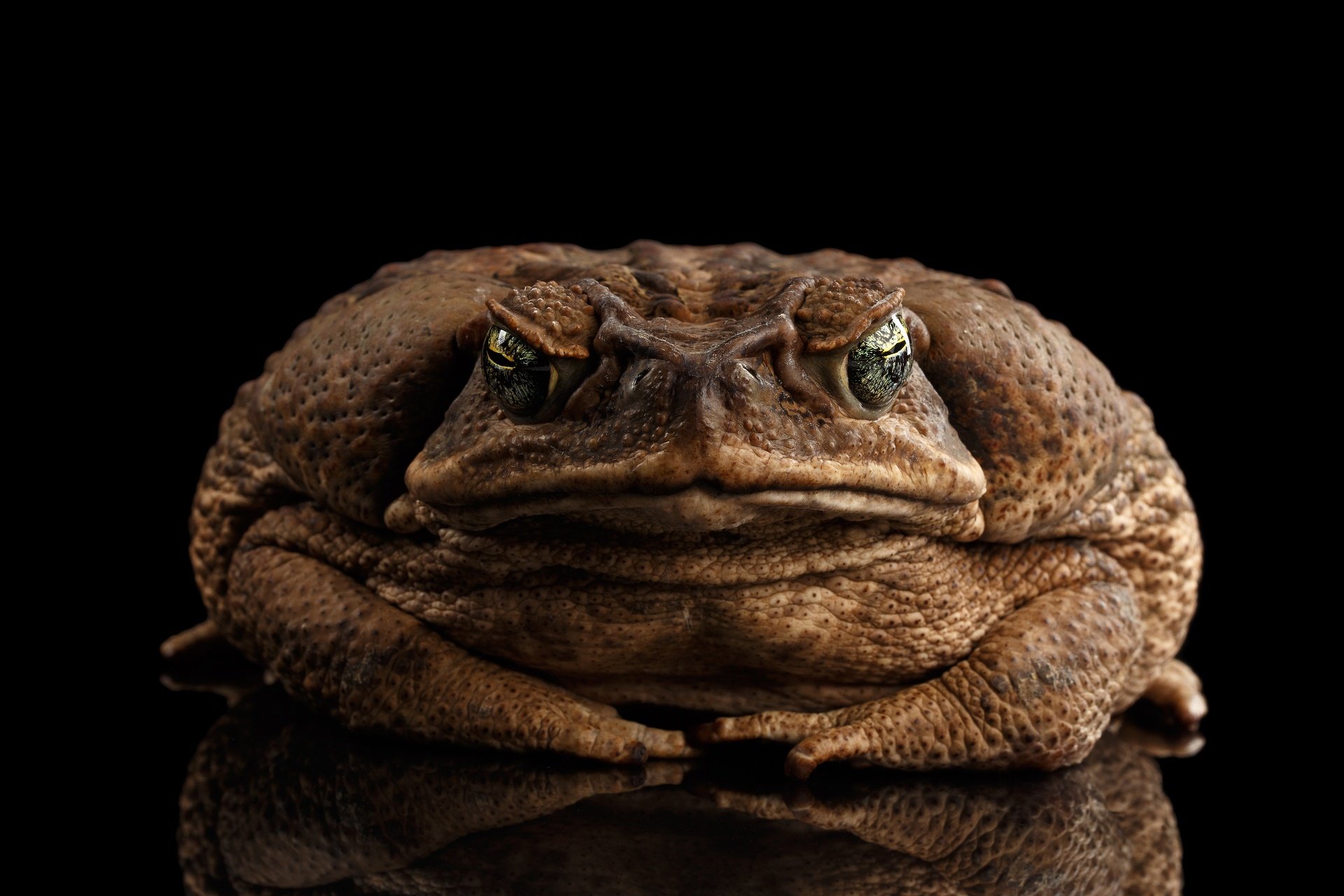 Толстая жаба - 73 фото