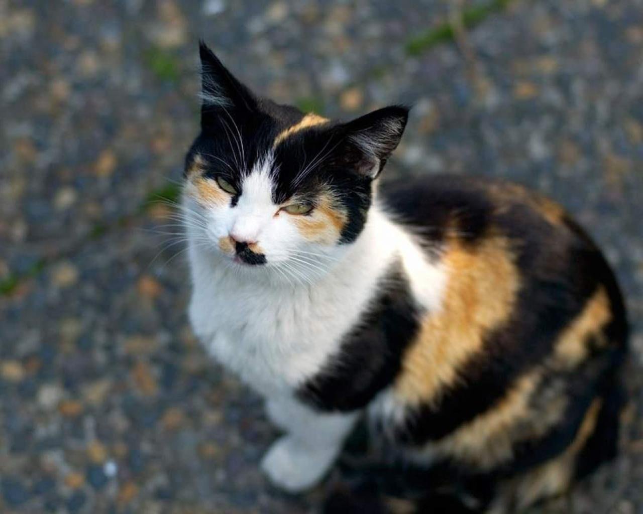 Пестрый кот. Кошка дворняжка трехцветная. Беспородные кошки трёхцветные. Кошка трехцветная короткошерстная. Кошка богатка.