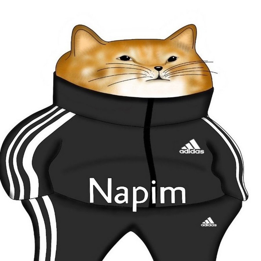 Кот в адидасе