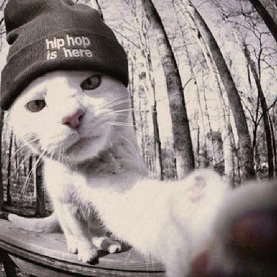 Кот в бандане