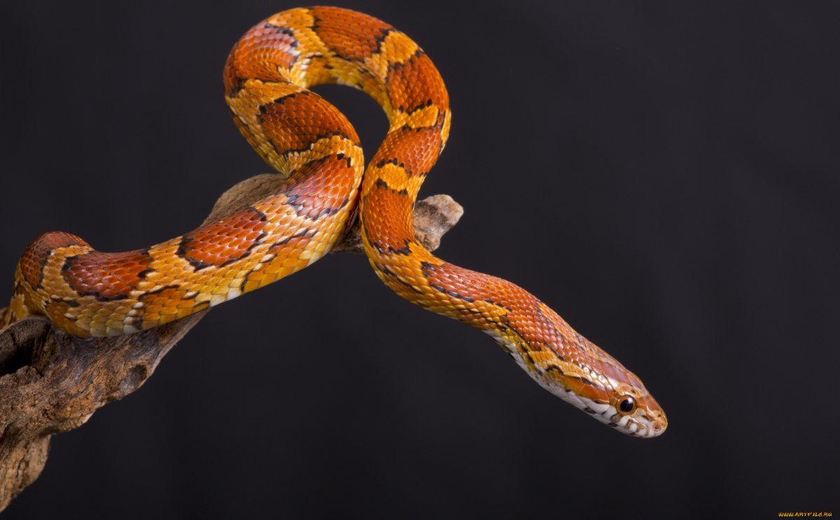 Королевская гадюка