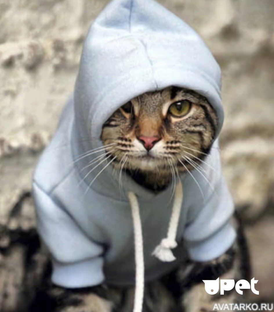 Кот в очках