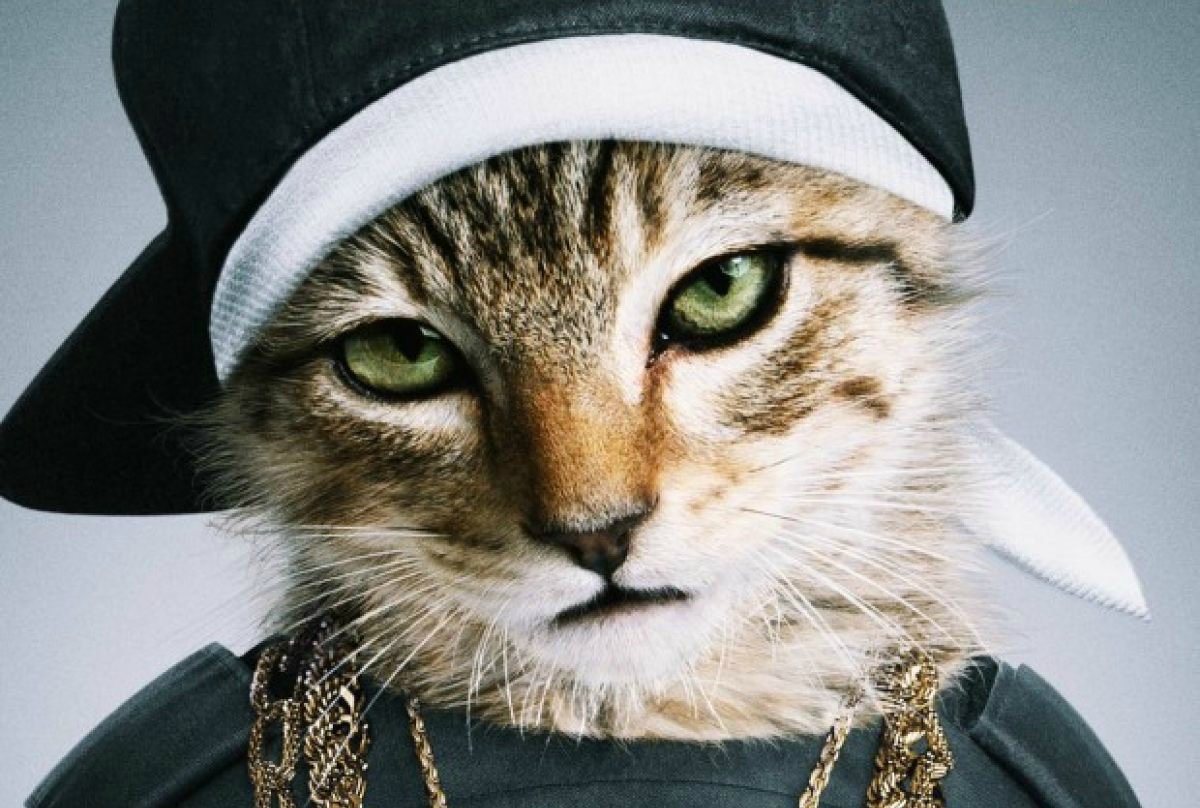 Кот в капюшоне у человека