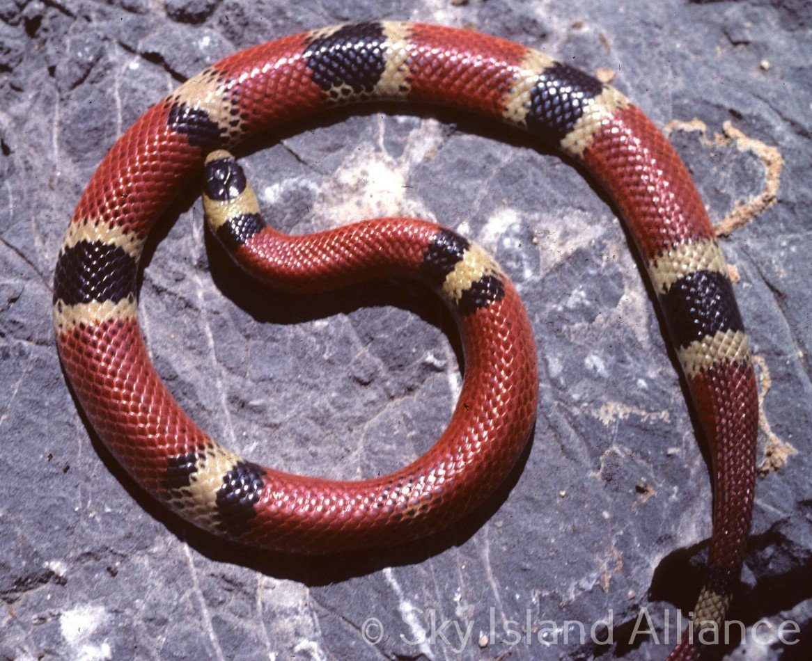 Королевская Кобра красная