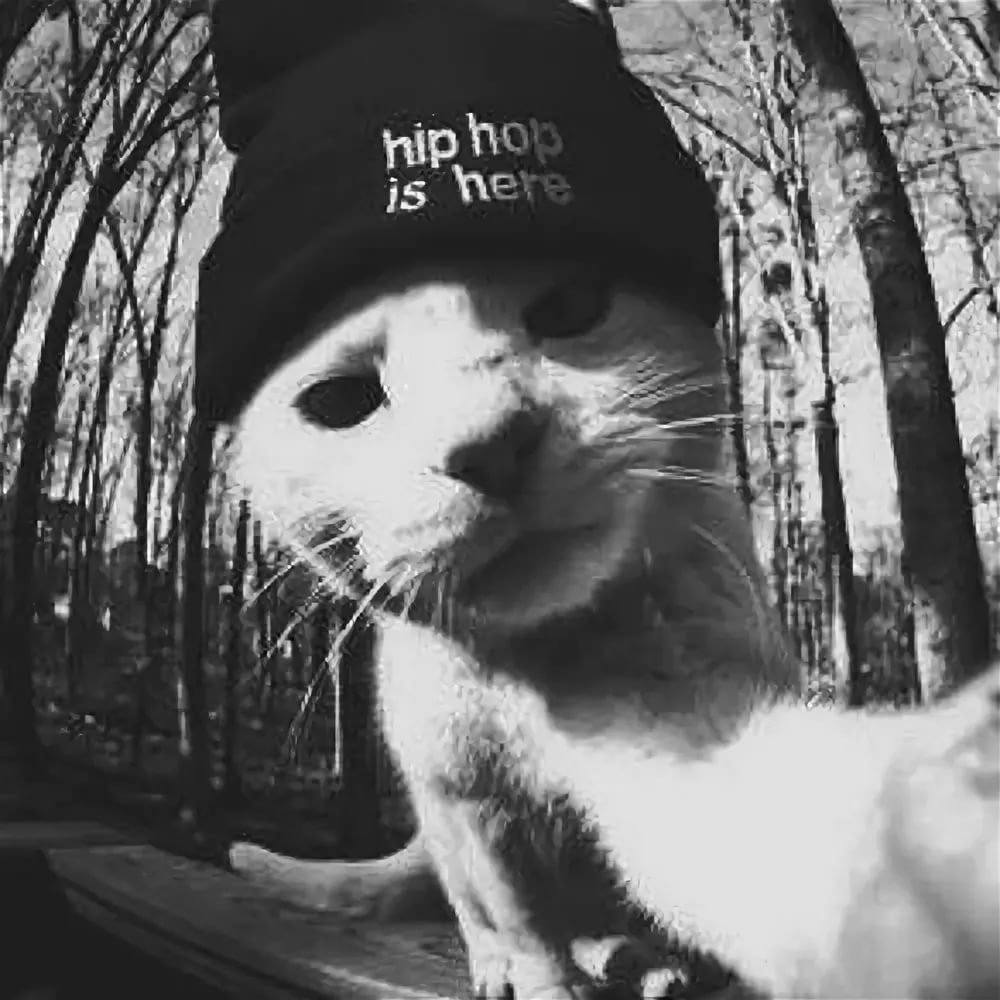 Кот в найке