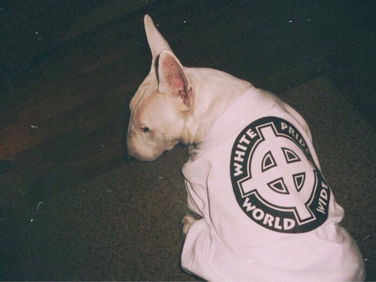 Кот в повязке