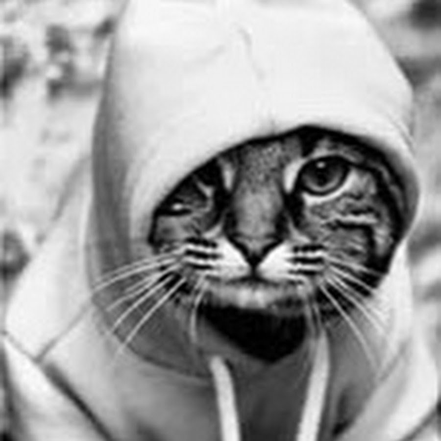 Крутые коты в толстовках