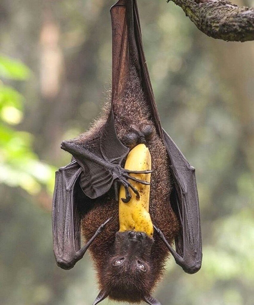 Крыланы летучие