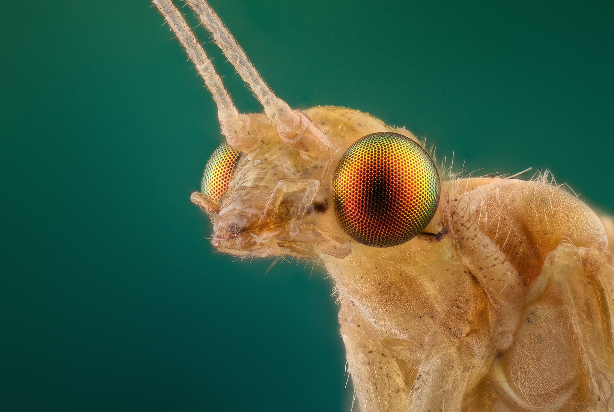 Глаза насекомых имеют. Златоглазка обыкновенная. Златоглазка под микроскопом. Златоглазка ротовой аппарат. Златоглазка насекомое.