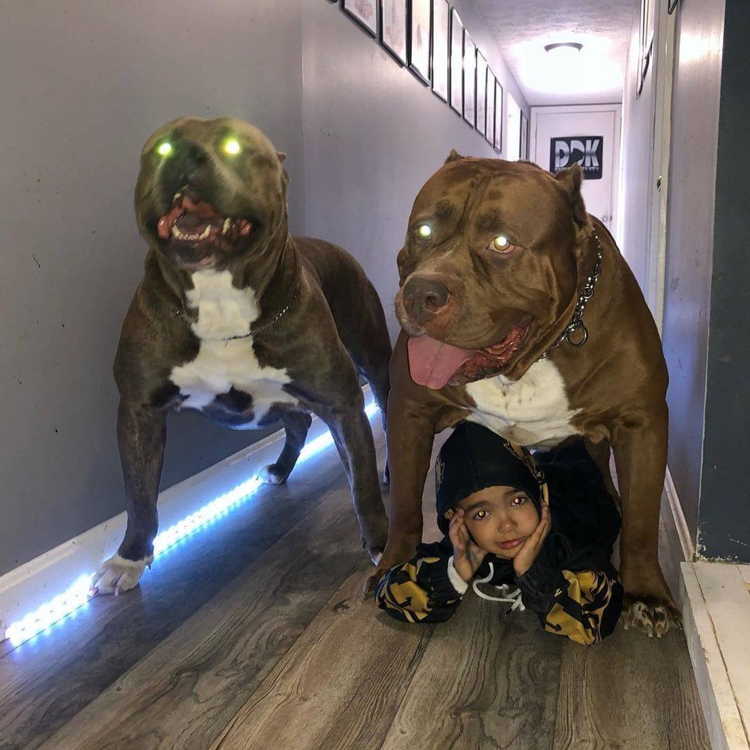 Американский питбуль Халк