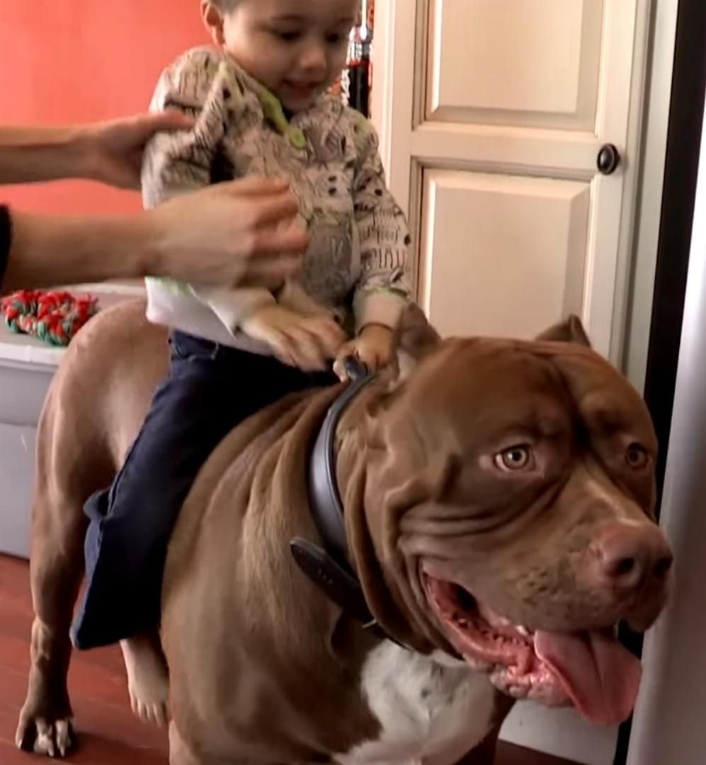 Самый большой питбуль в мире Халк