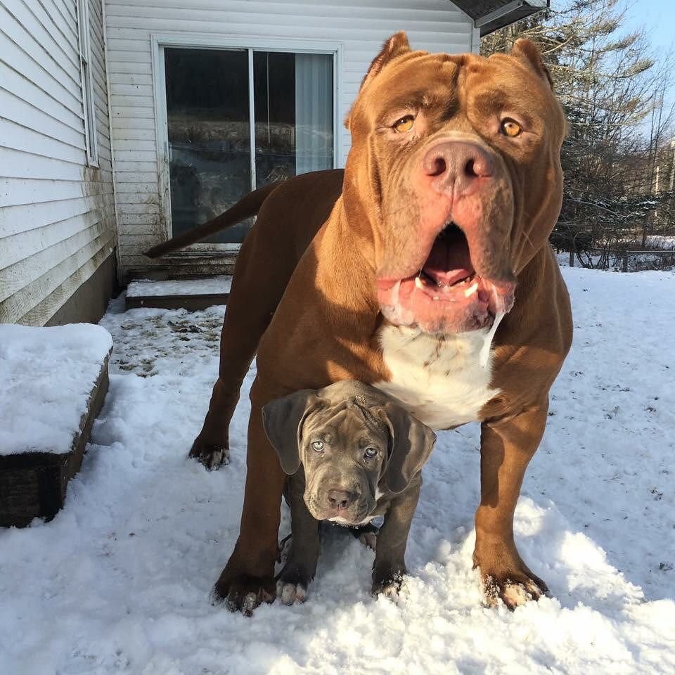 Питбуль Халк