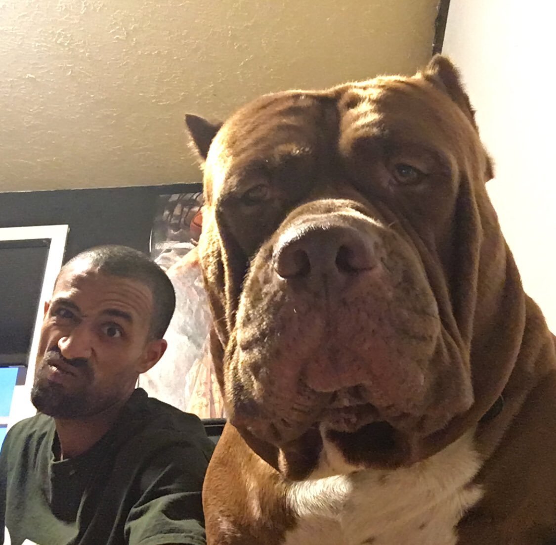 Американский питбуль Халк