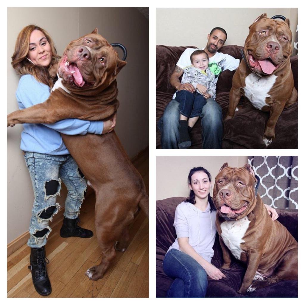 Питбуль Халк