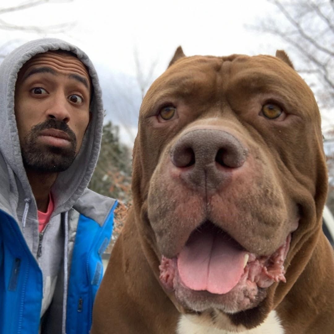 Халк собака сейчас