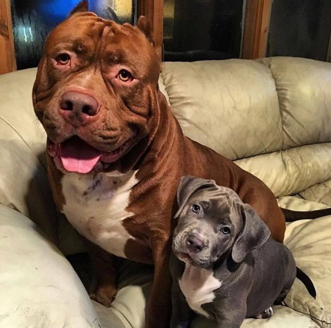 Спаривание собаки Pitbull