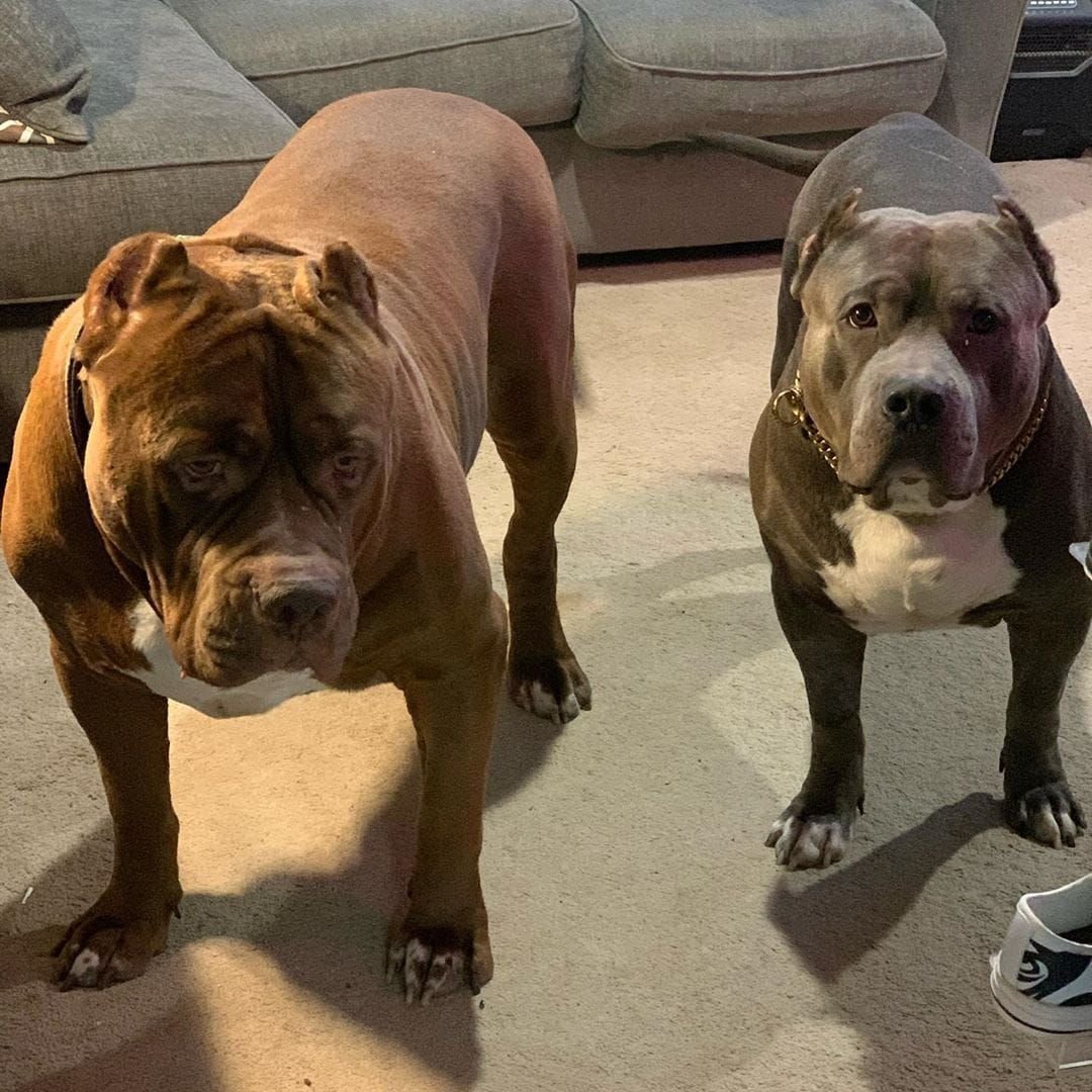 Американский питбуль Халк