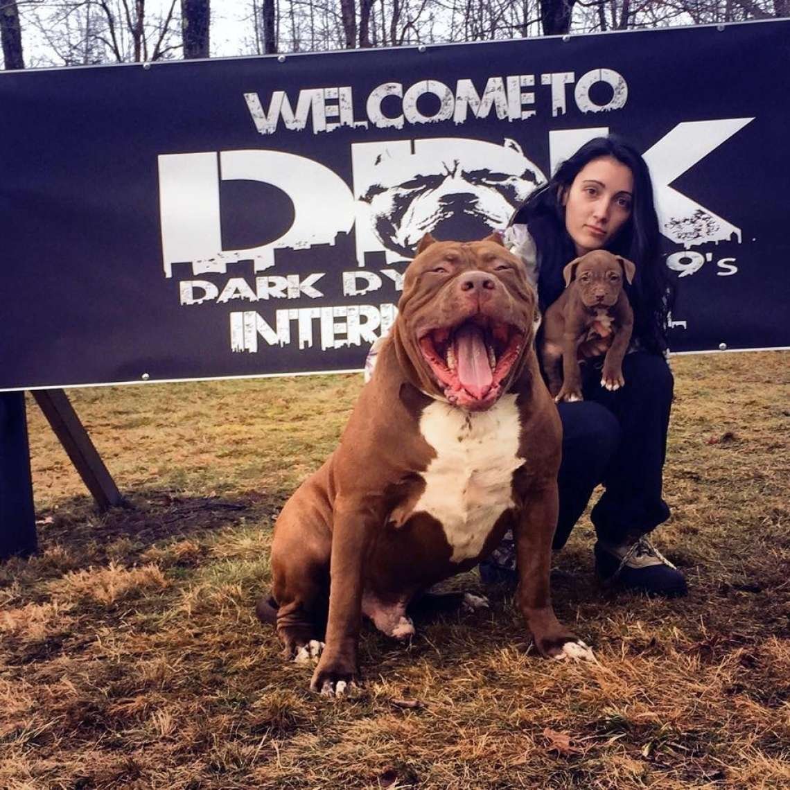 Американский питбуль Халк