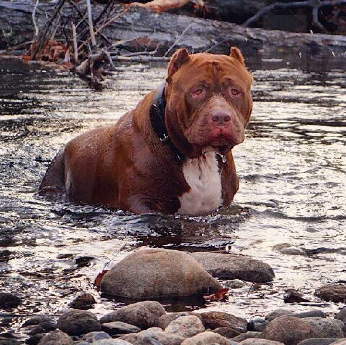 Американский булли Халк