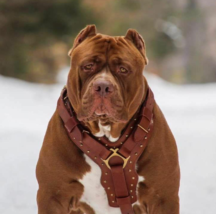 Стаффордширский терьер Халк