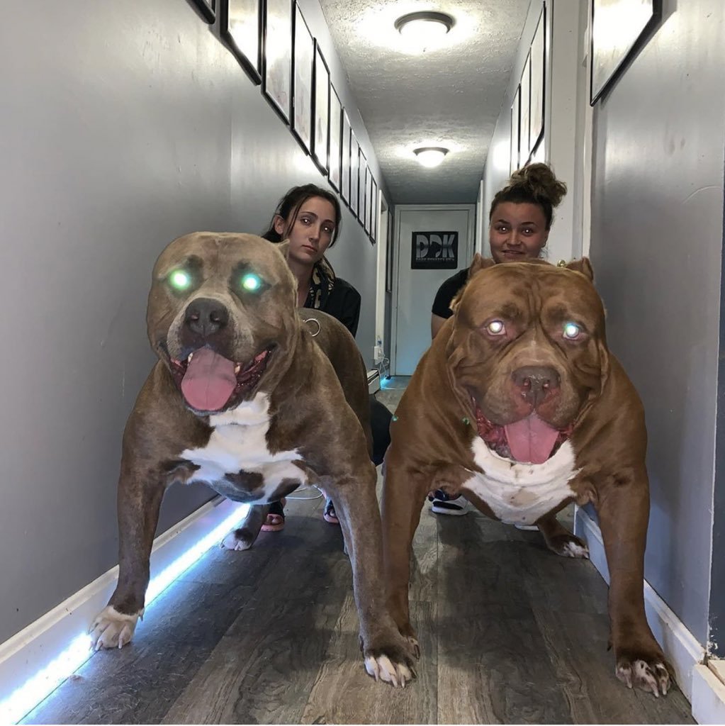 Питбуль мастиф Халк