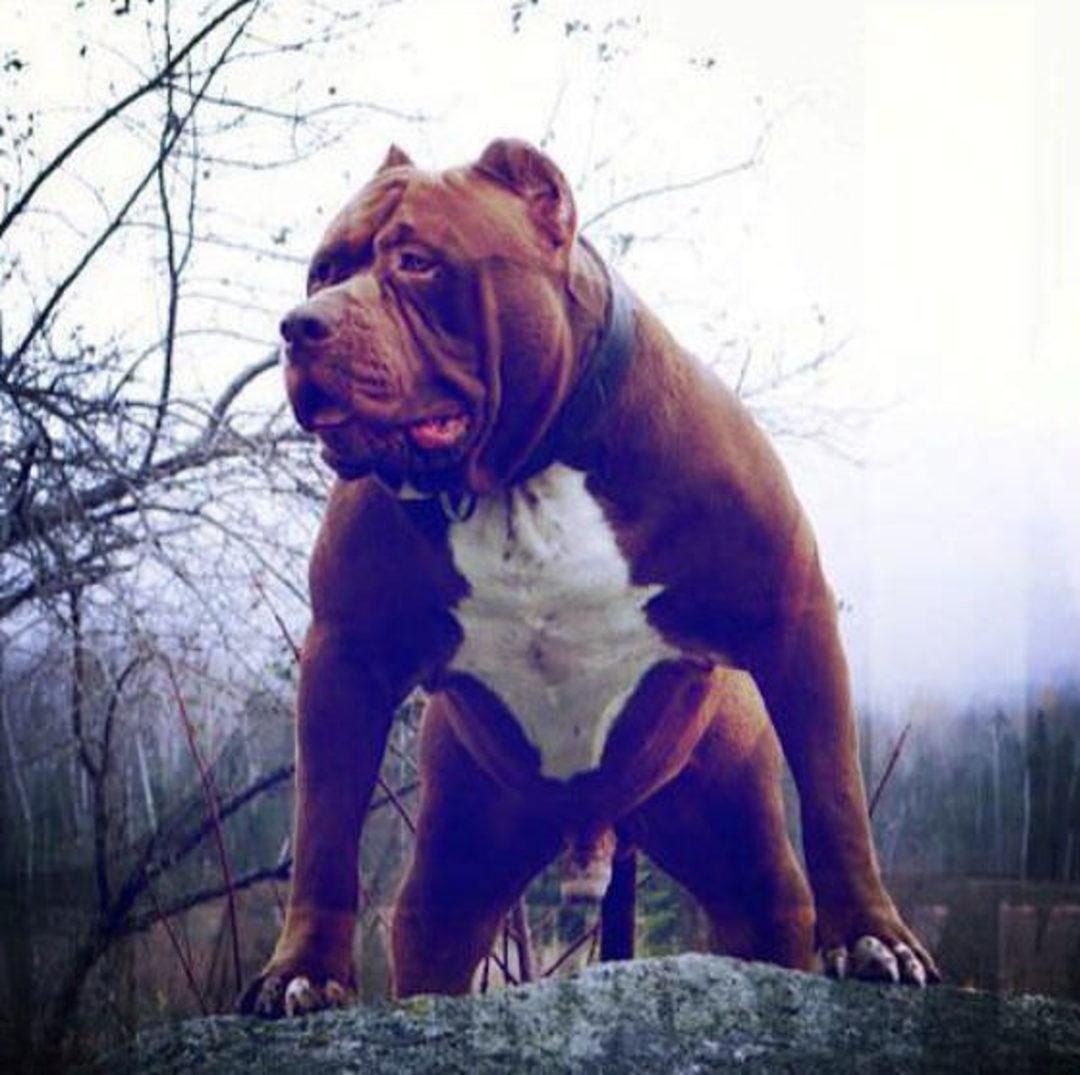 Американский бандог терьер