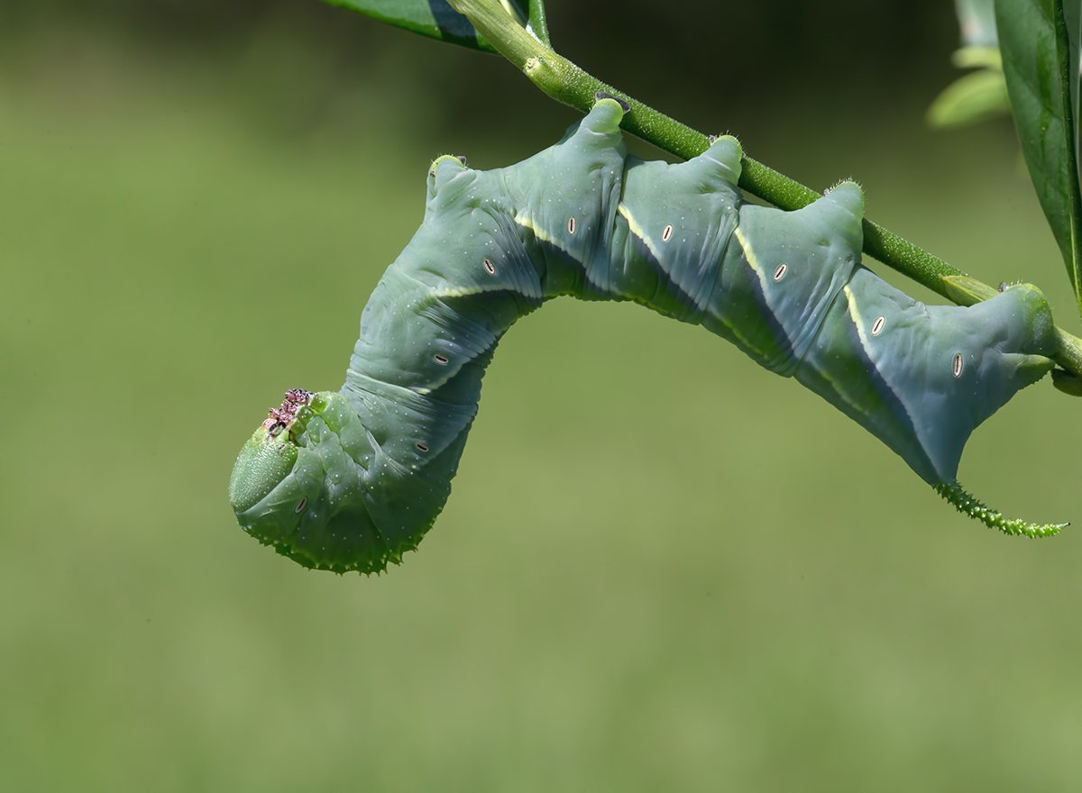 Олеандровый Бражник гусеница