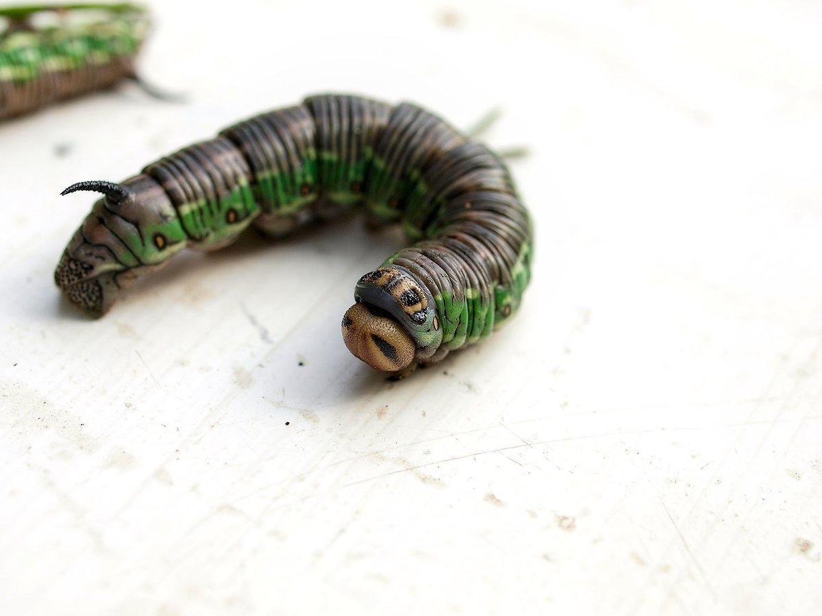 Гусеница БРАЖНИКА зеленая