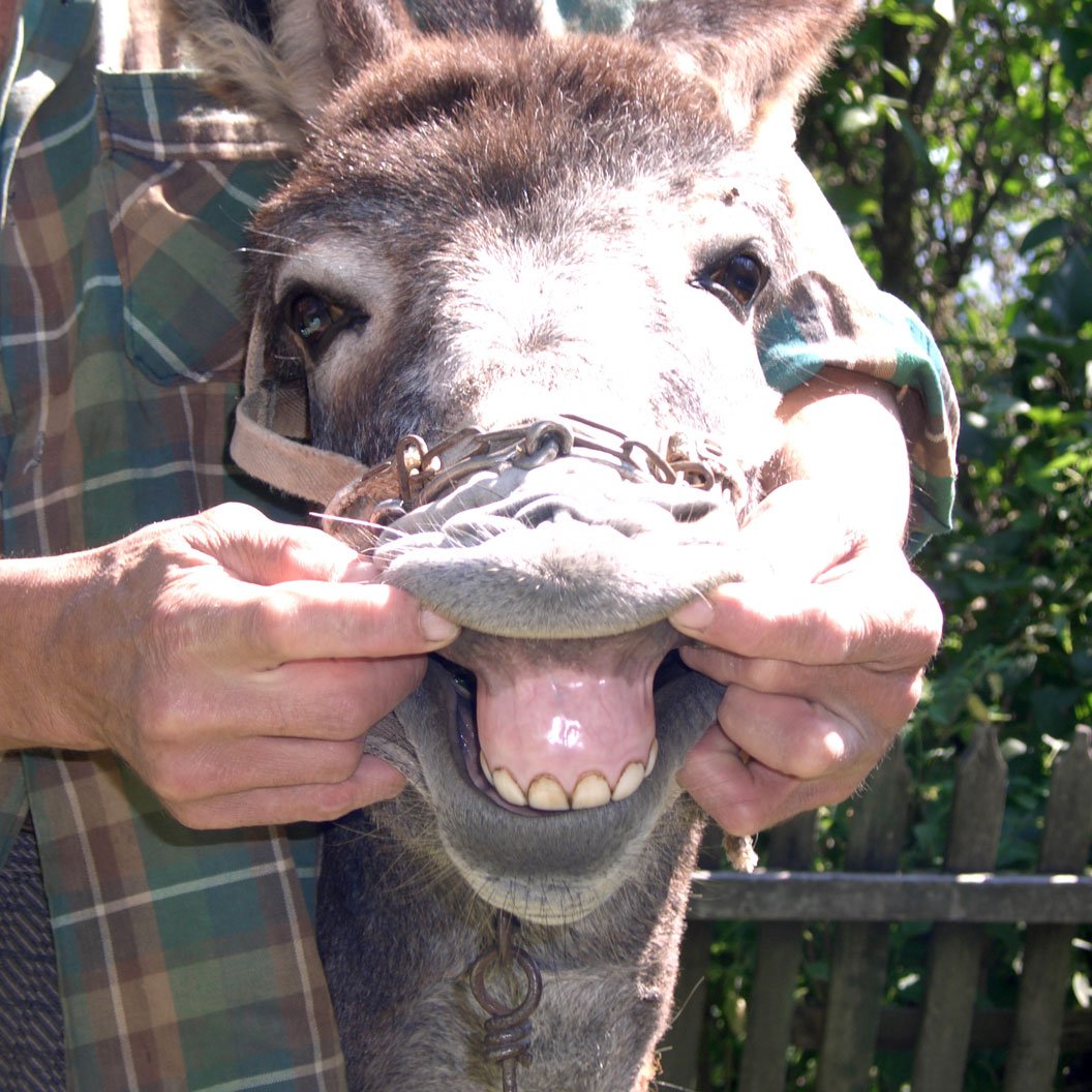 Ишак, ишак, ишак.