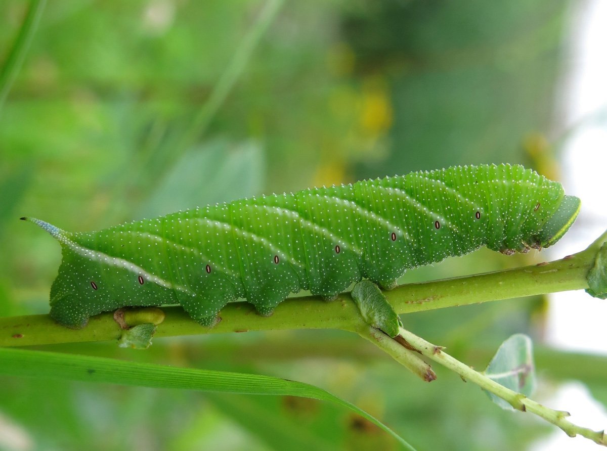 Уссурийский толстотел гусеница