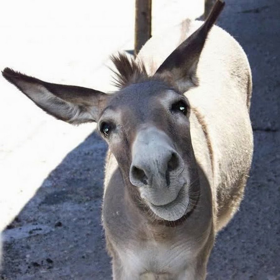 Смешной ослик
