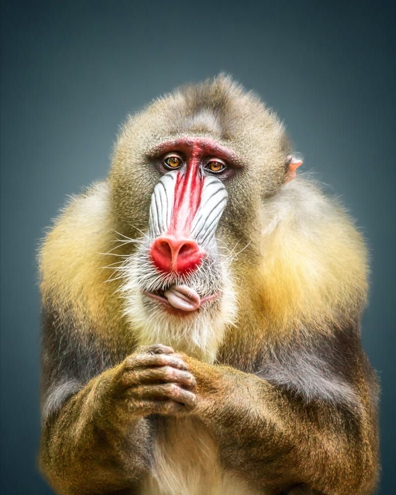 Обезьяна Серега