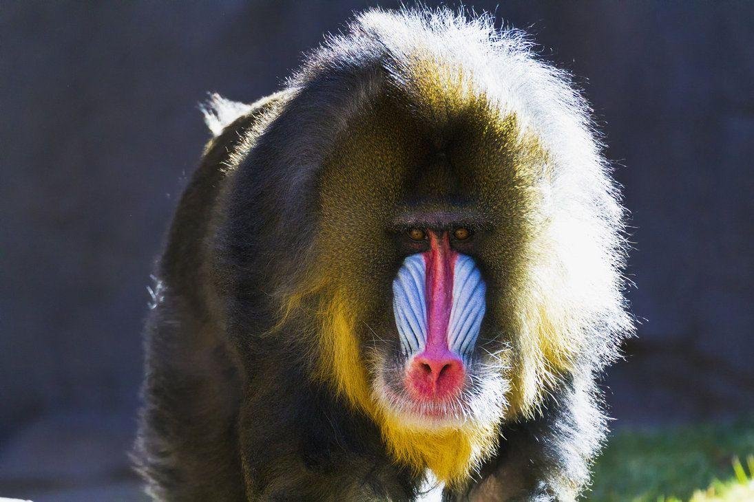 Западноафриканский Мандрил