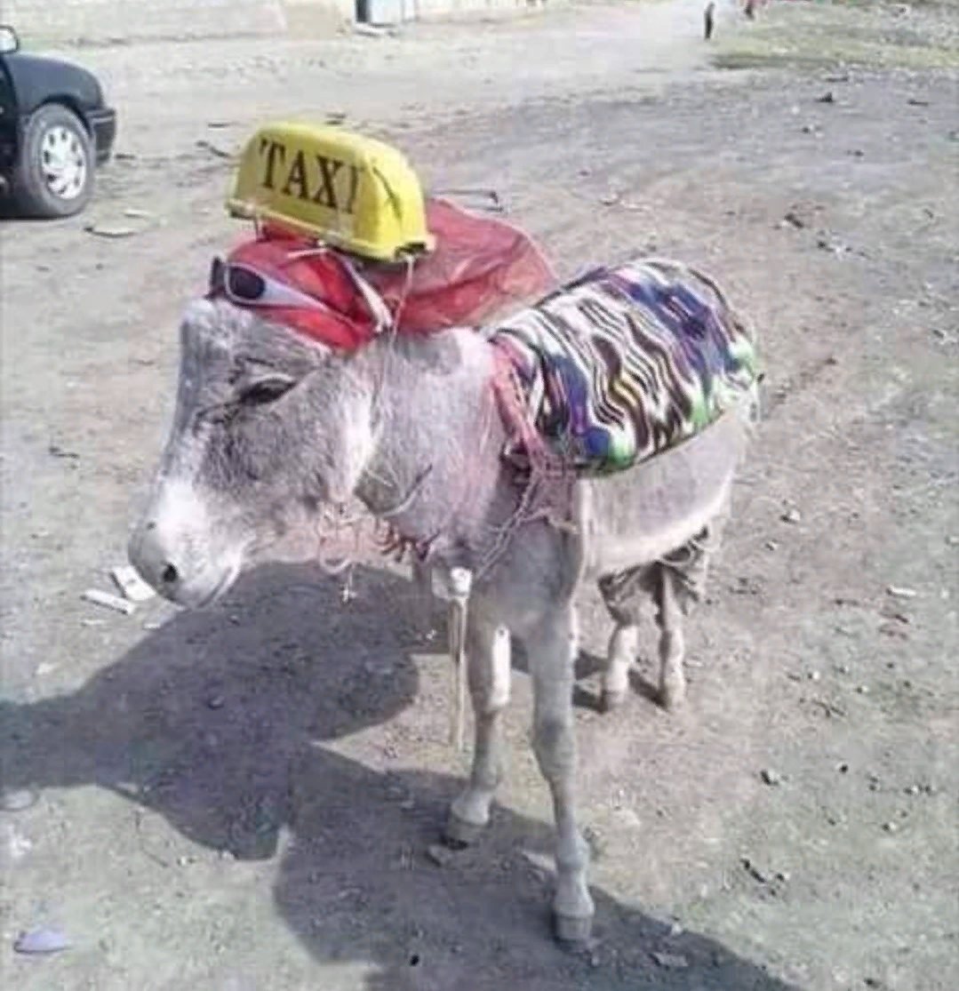 Ослик улыбается