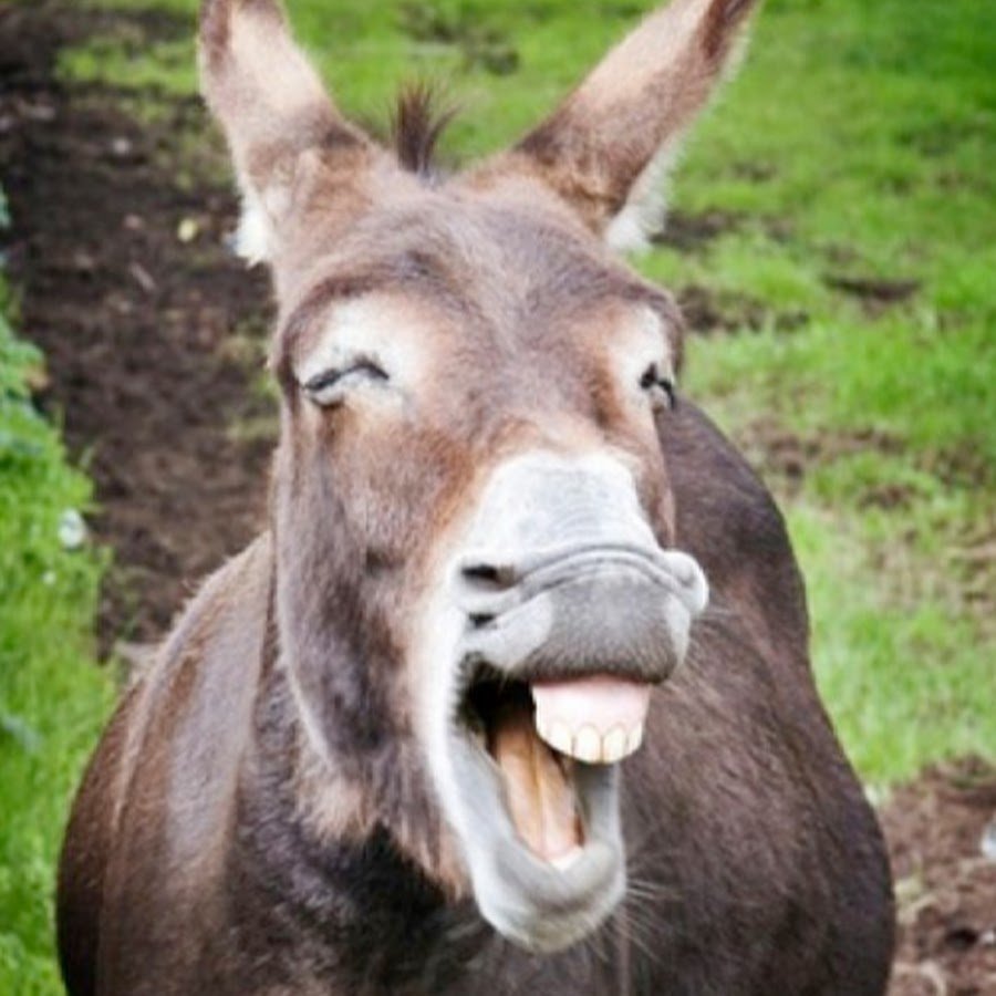 Осел улыбается