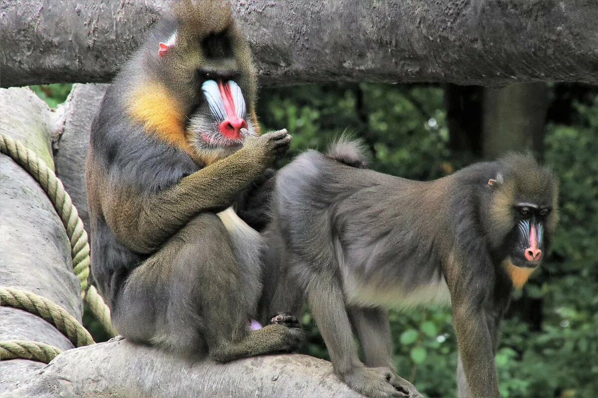 Обезьяна с голубыми яичками