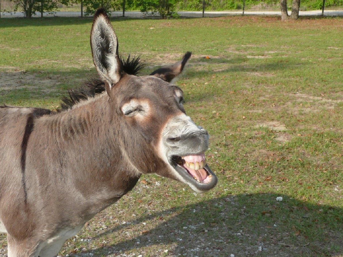 Спящий ослик