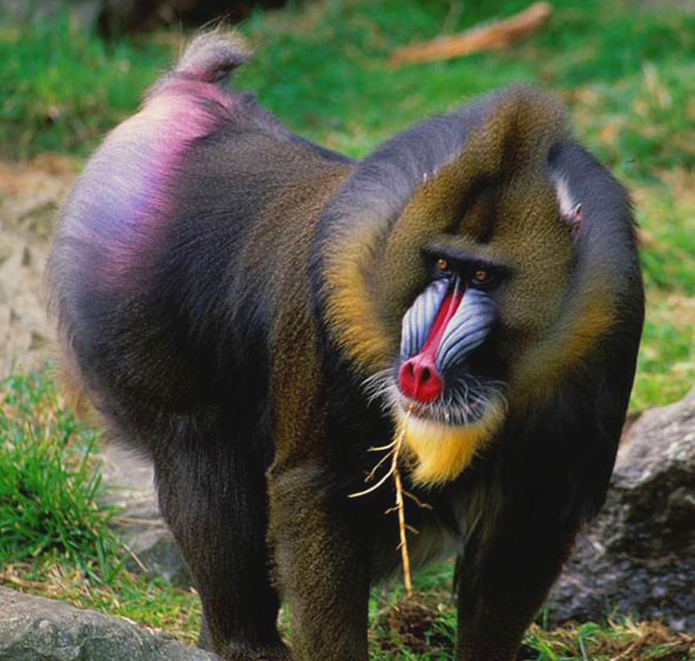 Название обезьян