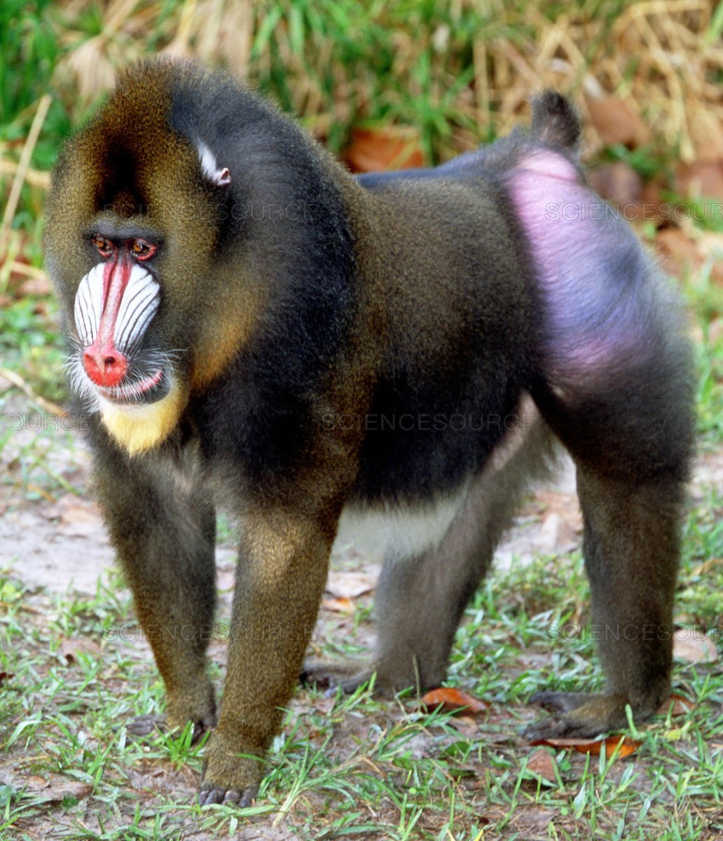 Мандрил самка