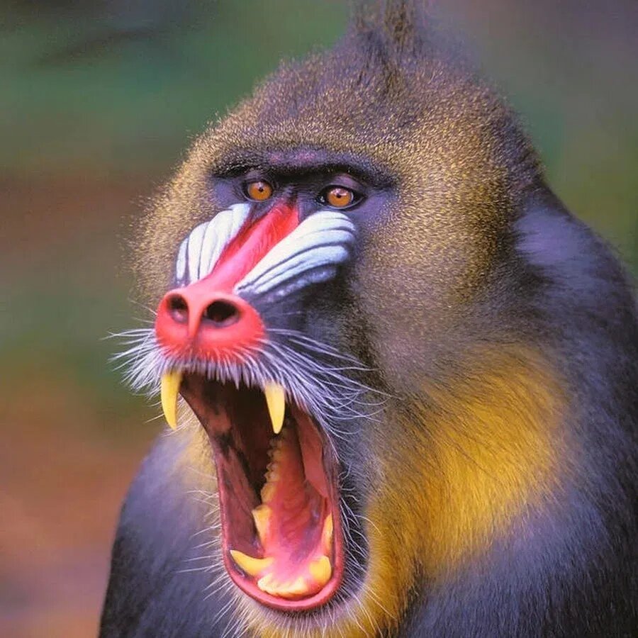 Синеносая обезьяна